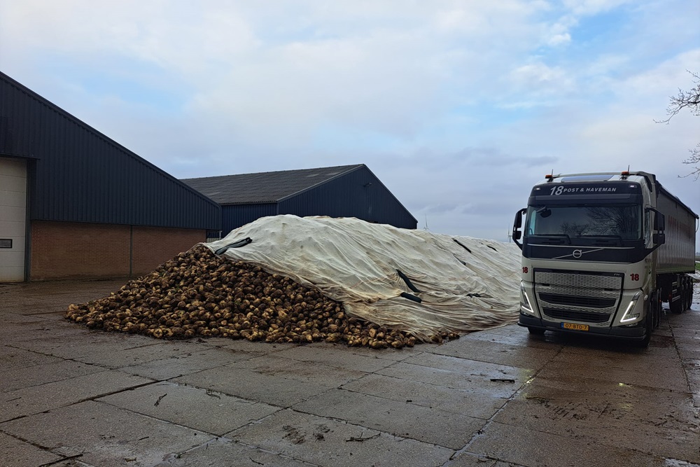 260.000 ton suikerbieten onder vorstschade-regeling verwerkt