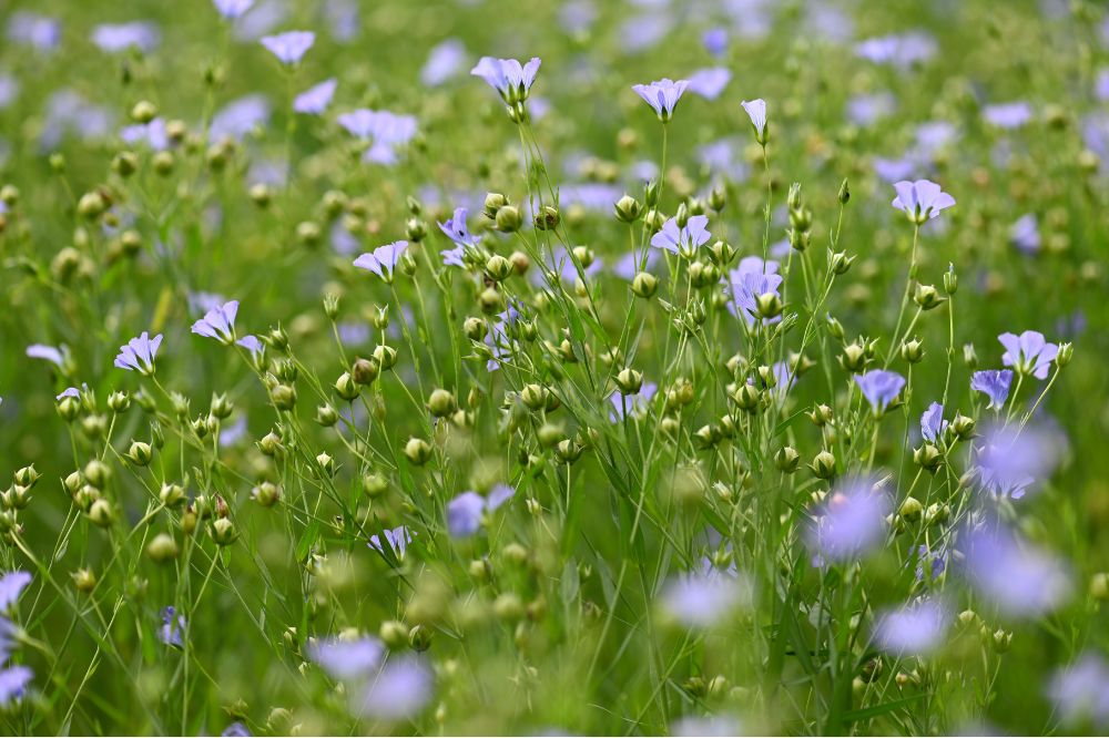 Derogatie voor vezelvlas met verlaagde kiemkracht in België