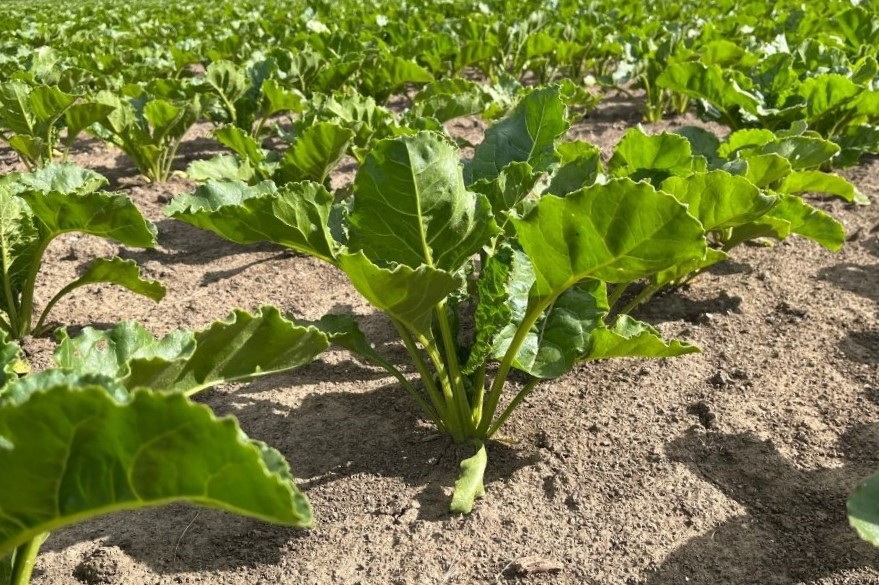 Omzet Cosun stijgt met 22 procent in dynamisch 2023