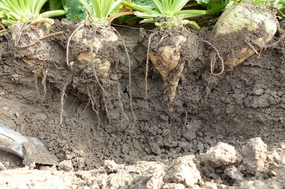 Bietenprijs 2023 stijgt met 13 procent ten opzichte van 2022