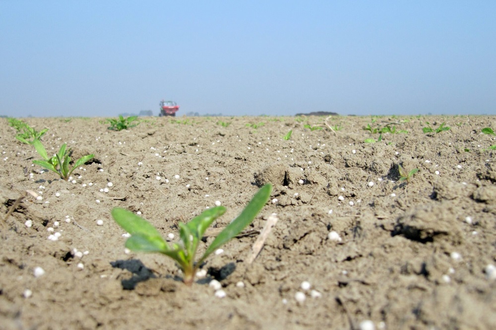 Beperkingen en ruimte in bemesting bij het zaaien van suikerbieten