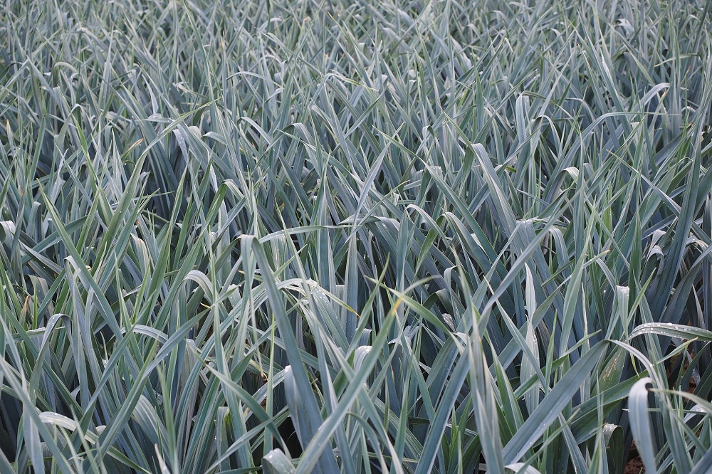 Facelia vervangt bespuitingen tegen trips