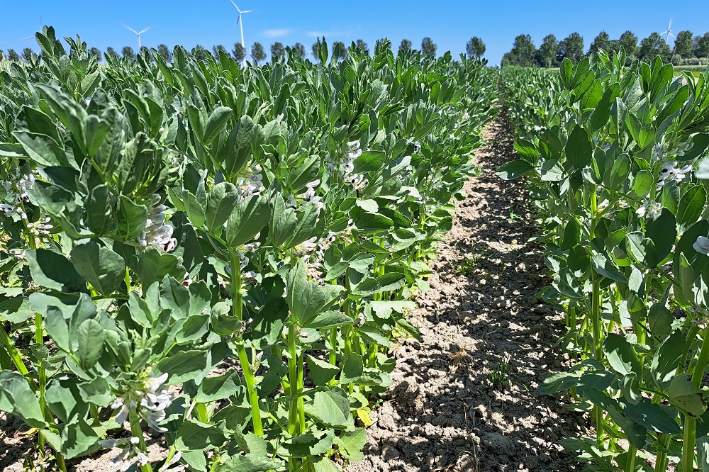 Nederlandse peulvruchten verwerkt tot tempeh op je bord?