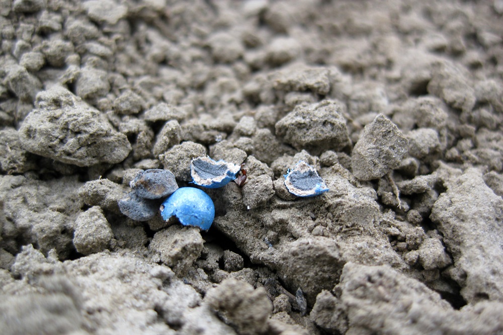 Wat kun je doen om muizenvraat in suikerbieten te voorkomen?
