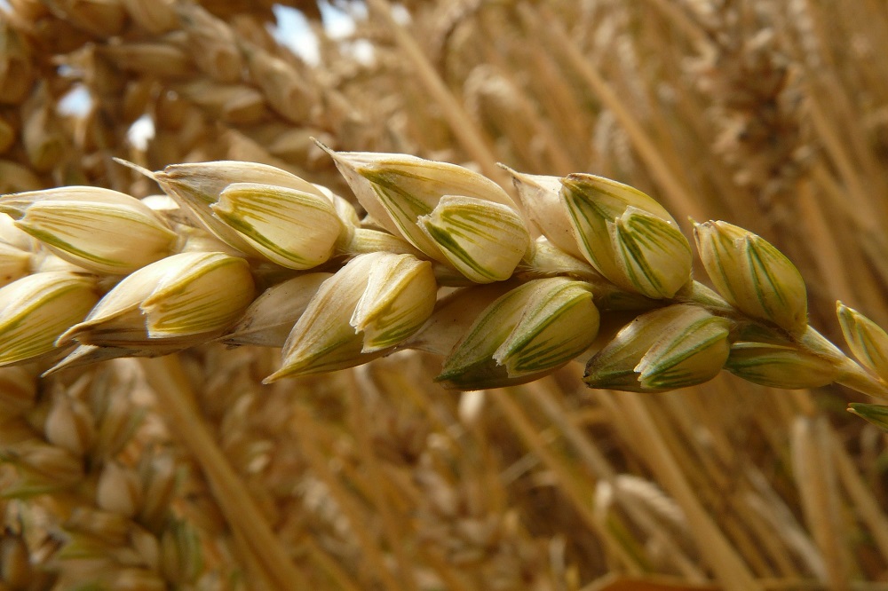Marktinformatie grondstoffen: graanprijzen lopen op