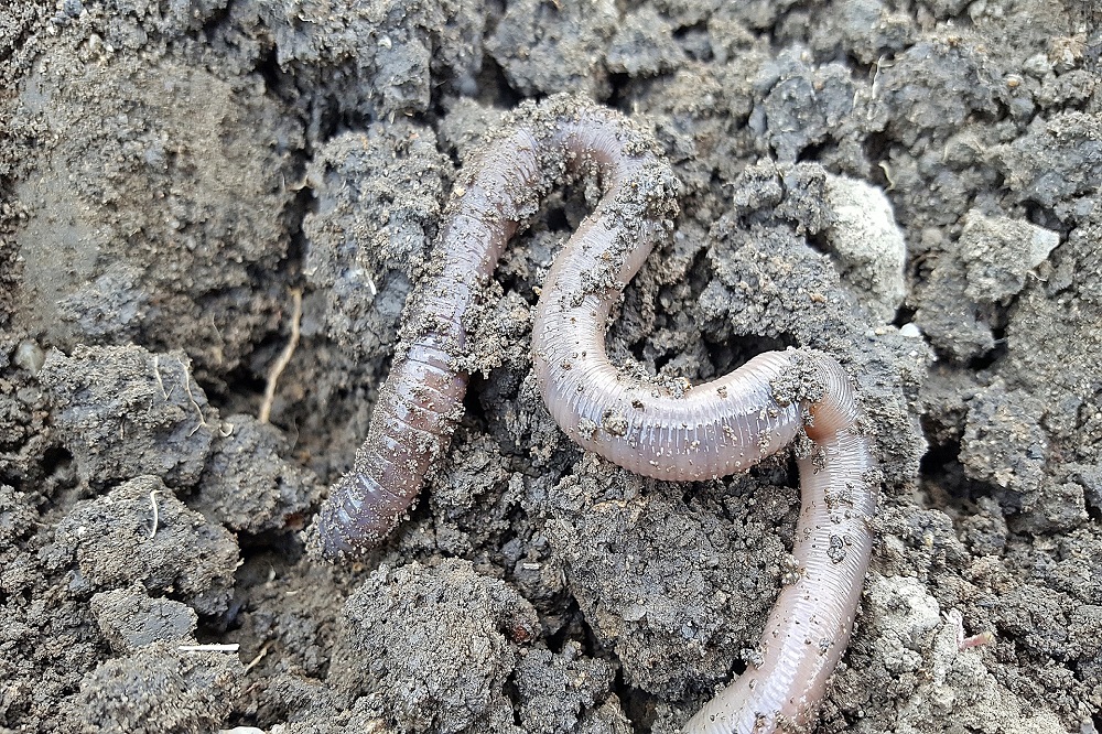 Regenworm verbetert waterhuishouding in bodem