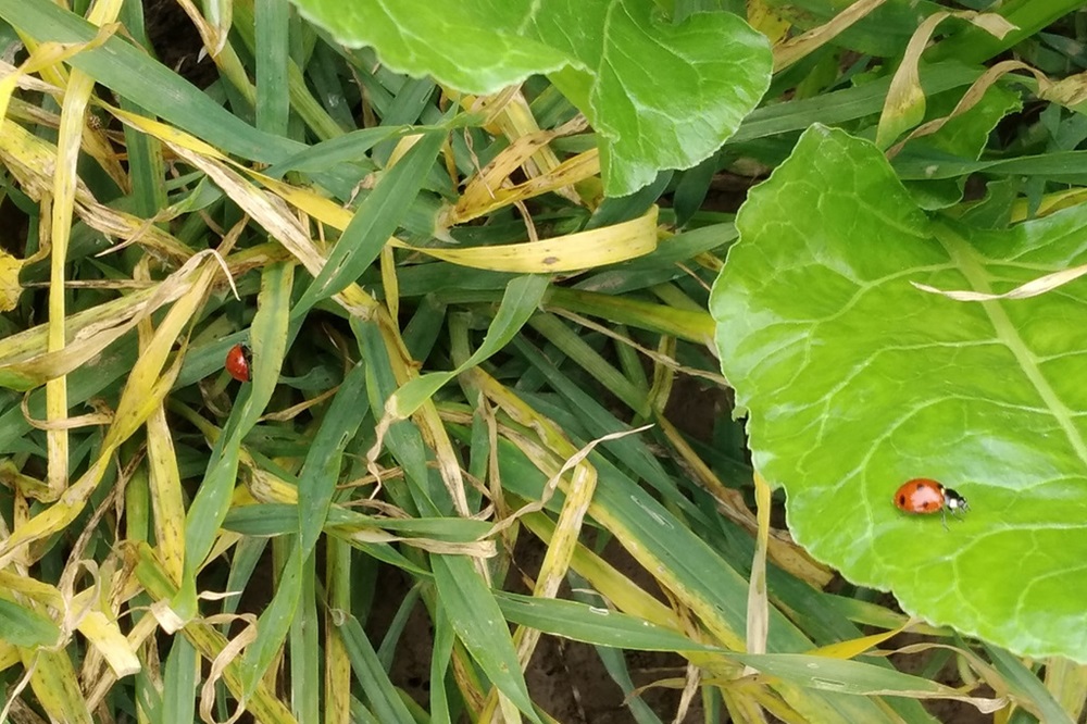 Antiluisdek gerst verminderd aantasting door bladluizen en vergelingsziekte