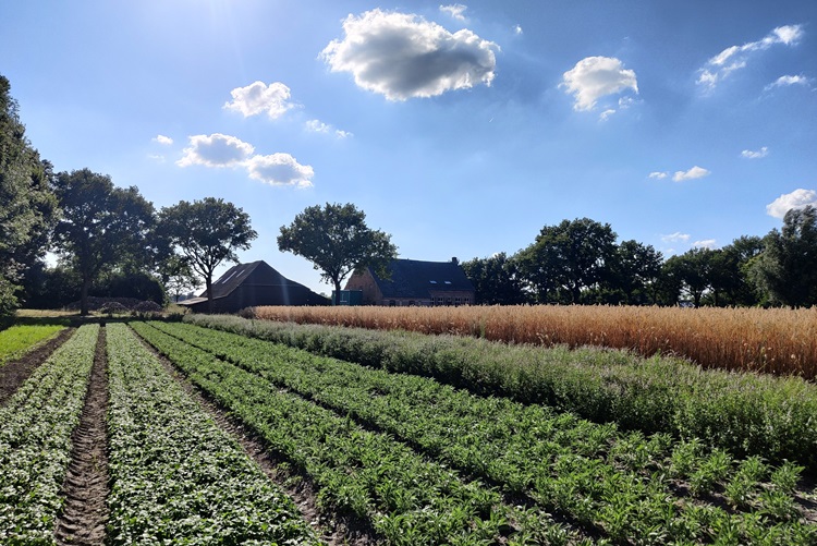 Strokenteelt Strokenteelt