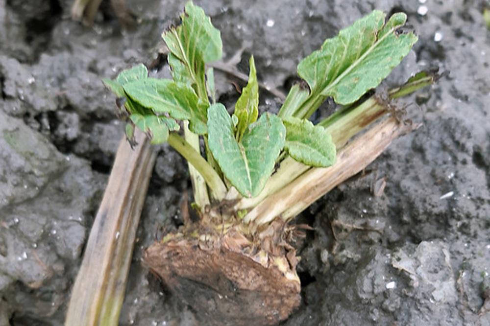 Voorkom vergelingsziekte: vernietig bieten in percelen op tijd