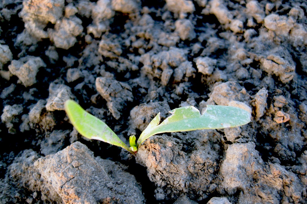 Vreterij, vorst en hagelschade