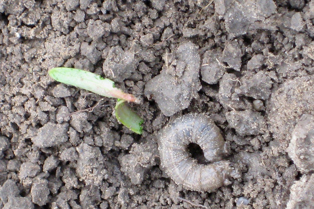 IRS Diagnostiek staat weer voor u klaar