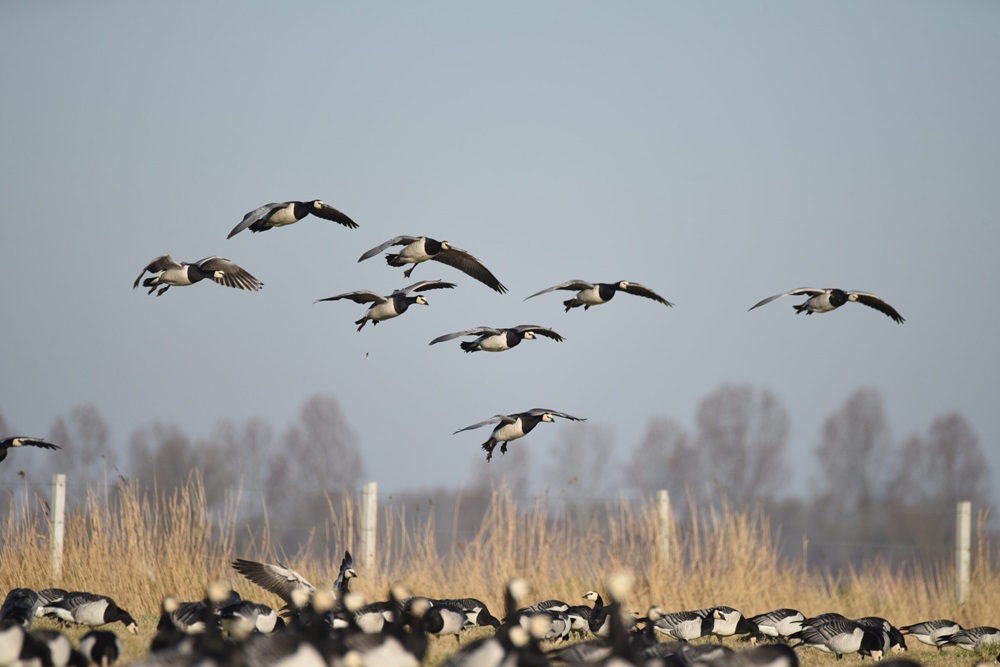 Jagers luiden noodklok provinciale regelgeving ganzenbeheer onwerkbaar beeld Robert-Jan Asselbergs