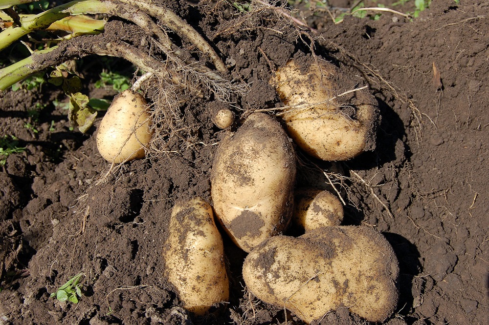 Aardappelsector viert 30 mei Internationale Dag van de Aardappel