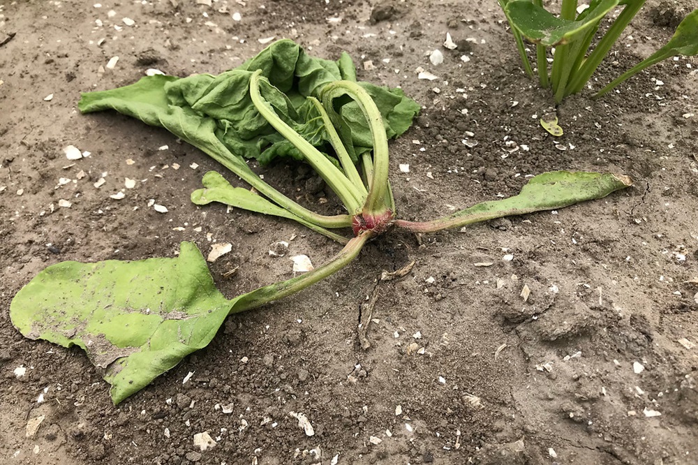 Bodemschimmels zorgen voor schade in bieten door zeer nat voorjaar