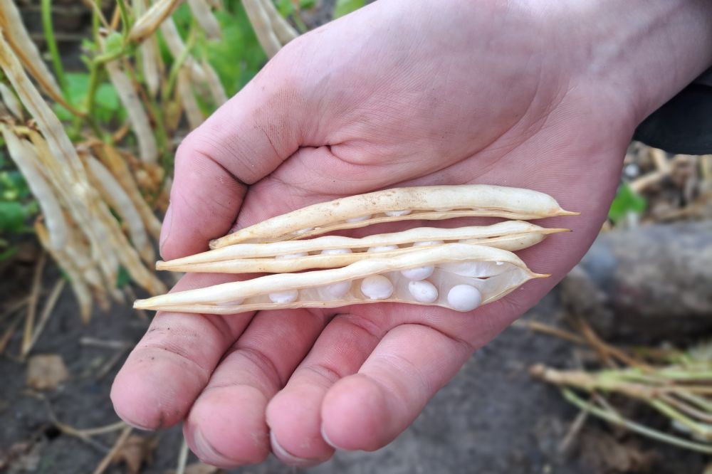 Consument ziet peulvrucht nog over het hoofd als geschikte vleesvervanger