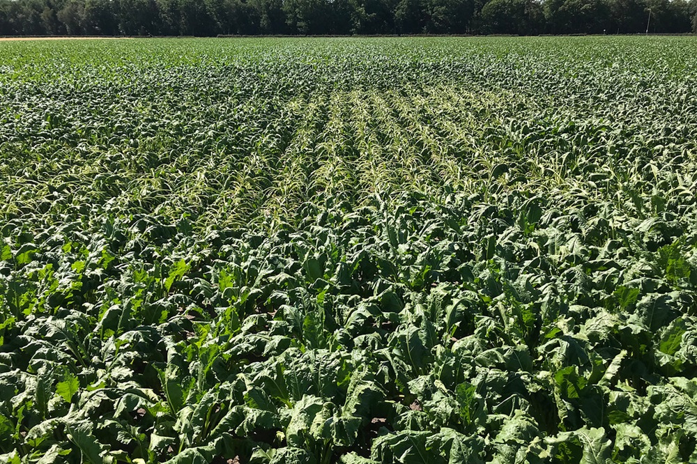 IRS: "Grondmonsters voorkomen schade door bietencysteaaltjes"