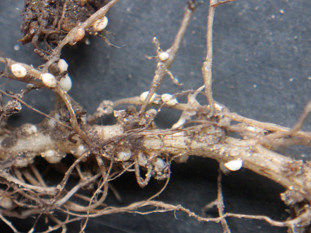 Aantasting door bietencysteaaltjes op jonge planten veroorzaakte in 2024 op veel percelen al vroeg in het seizoen een groeiachterstand.