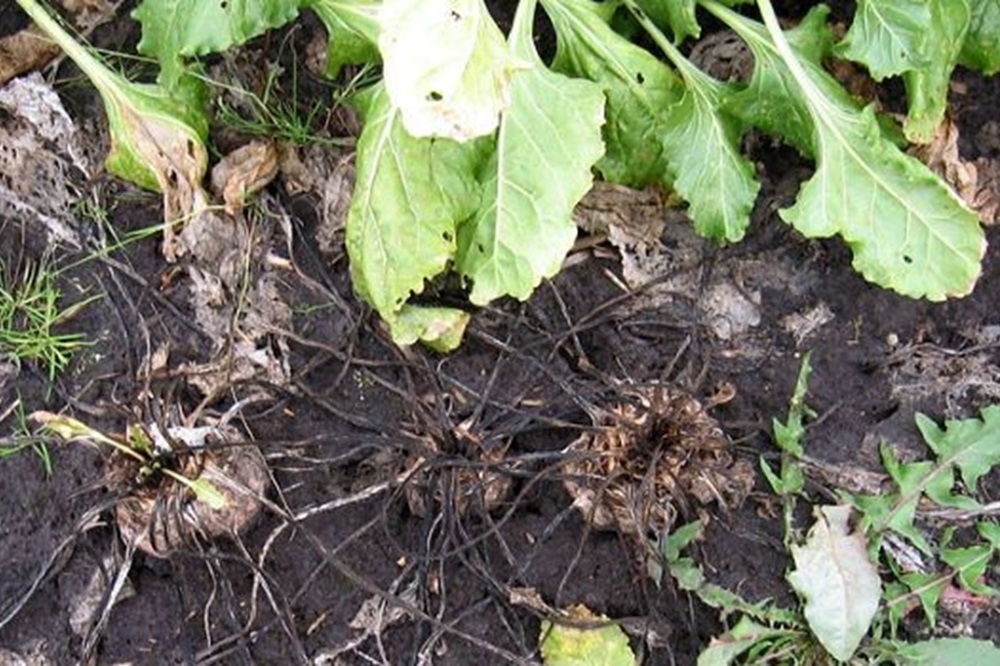 Een rotte biet? Bekijk hem goed