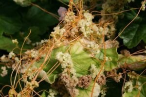 Oprukkende parasitaire onkruiden: een groeiend probleem voor Europese boeren?