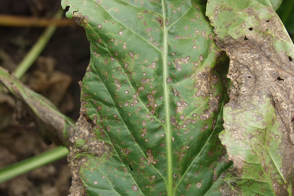 "Propulse werkt bladschimmelziektebreed, dat is uniek"