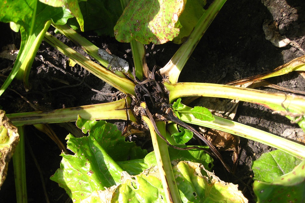Aandacht voor de nutriëntenvoorziening met het droge weer