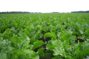 Voorattendering cercospora in gesloten bietenpercelen