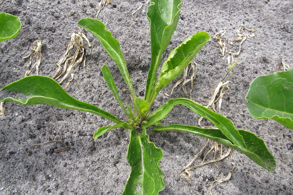 Bieten met vele kleine bladeren: meerkoppigheid