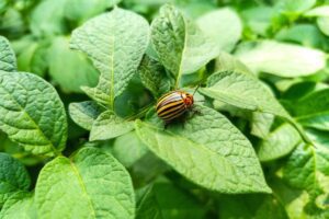 Coloradokever meppen: snel en effectief