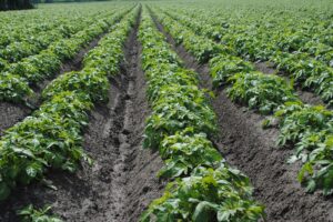 "Plantenhormonen zijn de postbodes in het vatenstelsel" biostimulanten