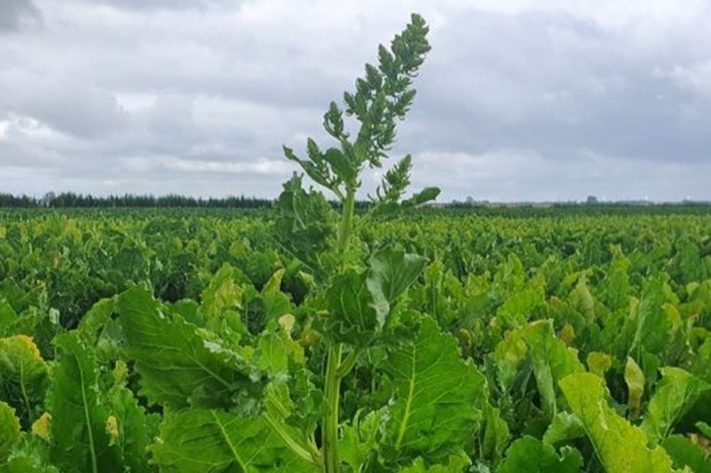 Schieters steken de kop op