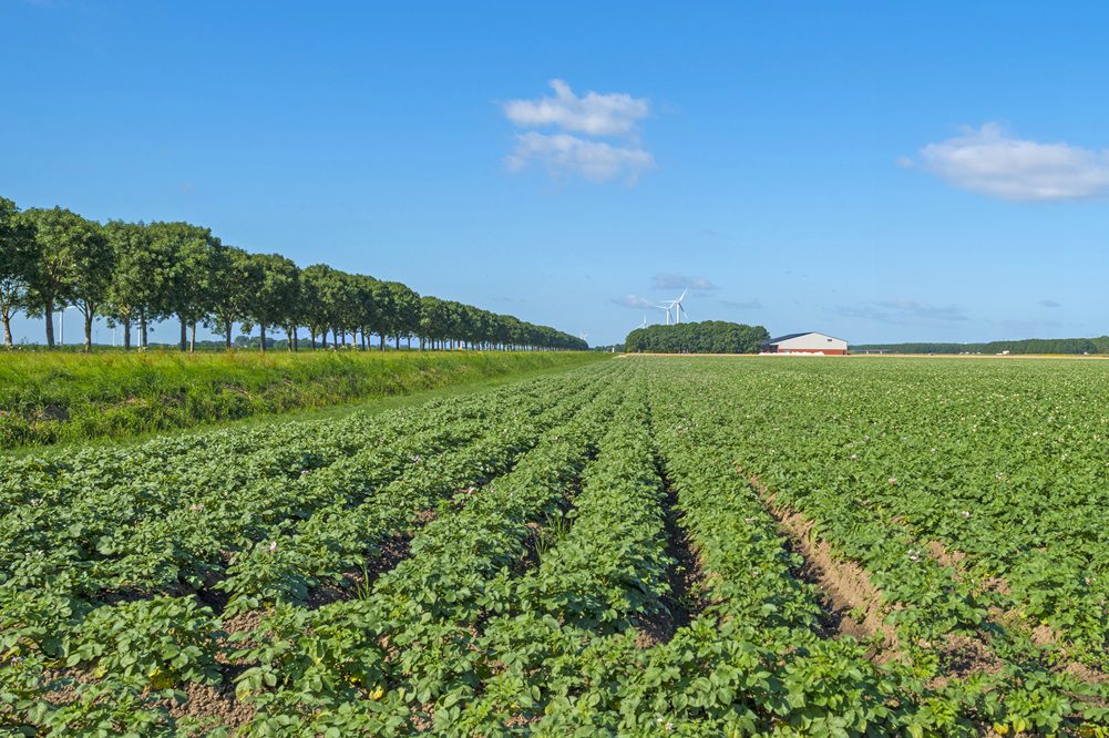 "Laat je niet overvallen door phytophthora"