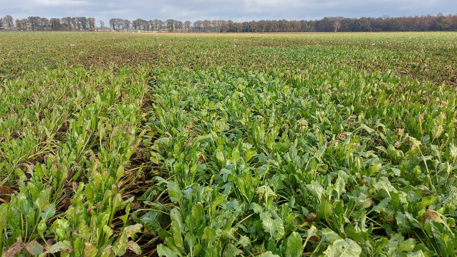 Voorattendering cercospora in gesloten bietenpercelen