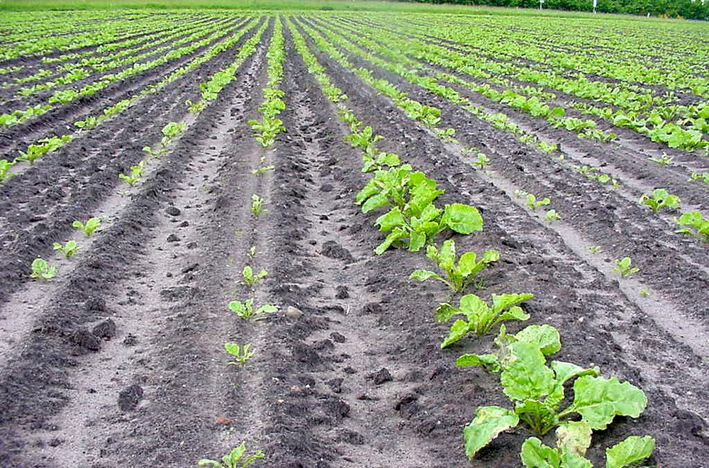 Groeiachterstand achterhalen rond gewassluiting 