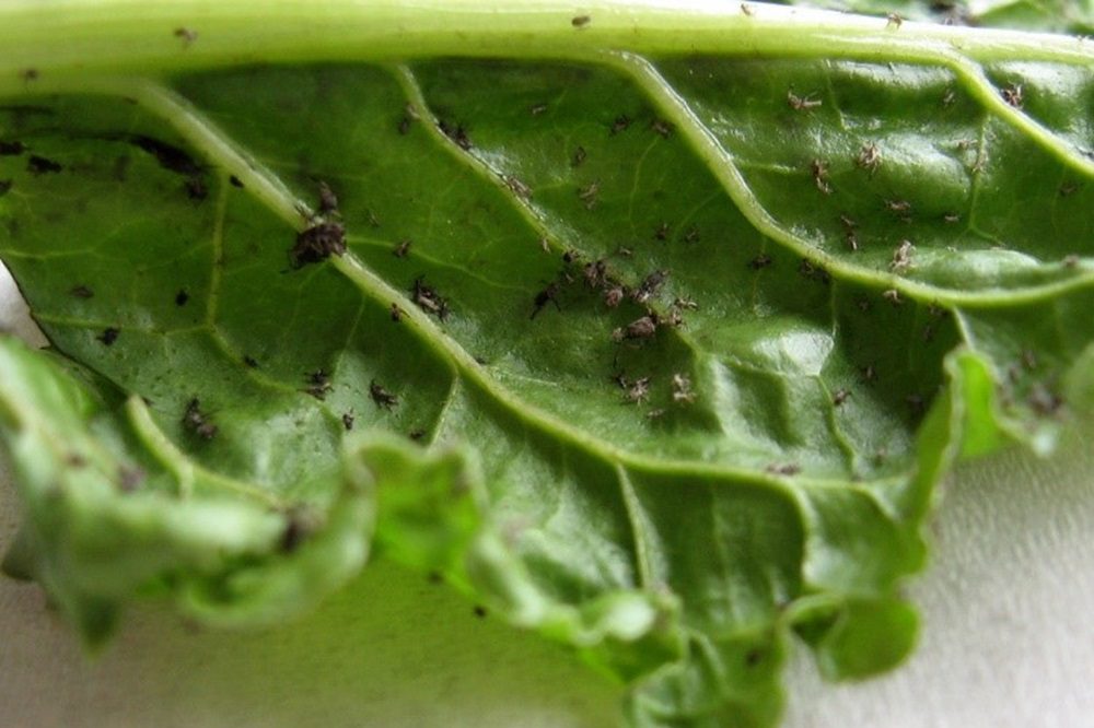 Is het nu nog zinvol om zwarte bonenluizen te bestrijden?