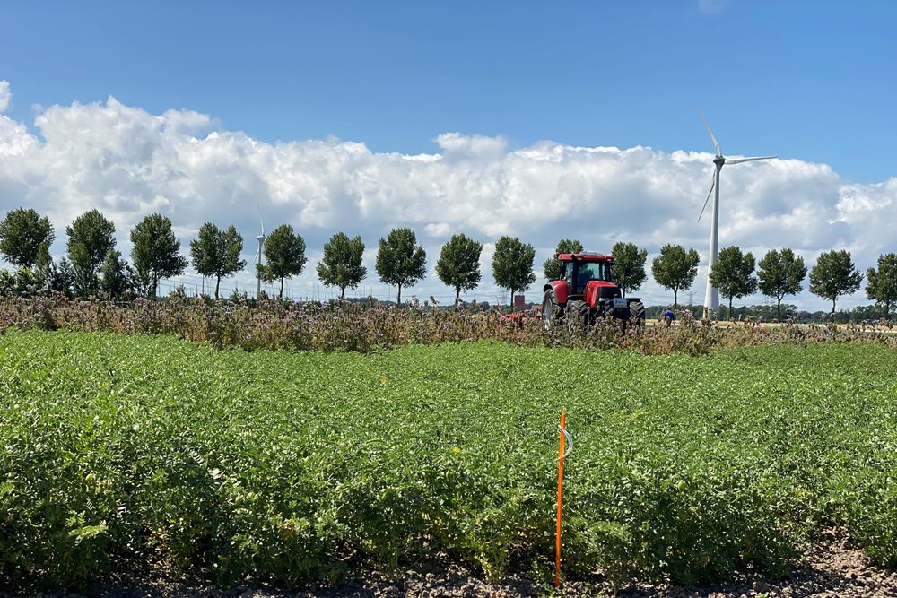Passen eiwitrijke gewassen in uw teeltrotatie?