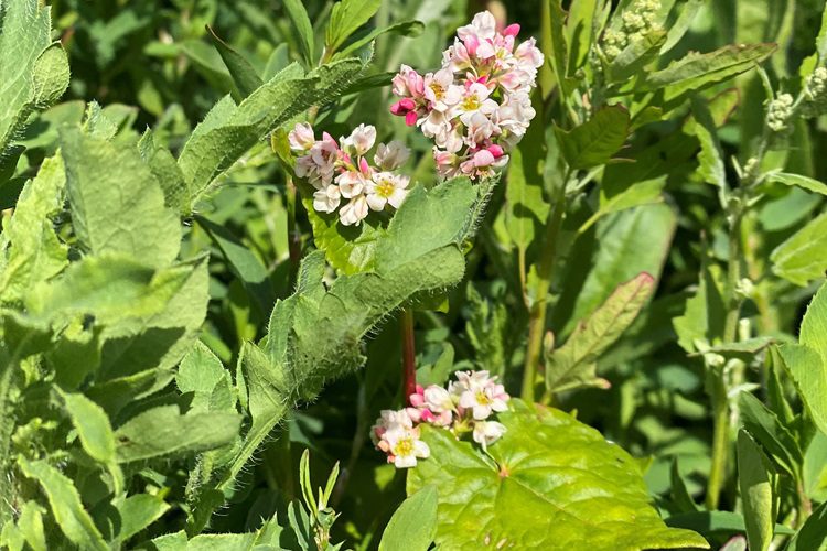 BoerenNatuur Flevoland 1.750