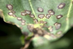 Wat is Cercospora?