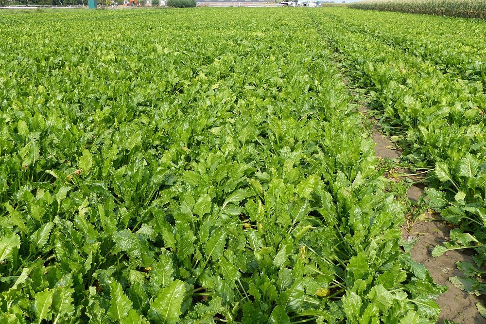 Eerste cercospora-aantastingen gesignaleerd