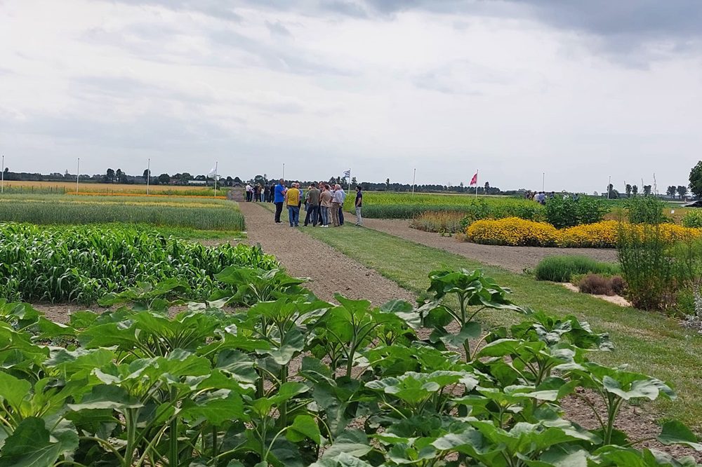 Proefboerderij Rusthoeve staat in teken van transitie, innovatie en biobased oplossingen