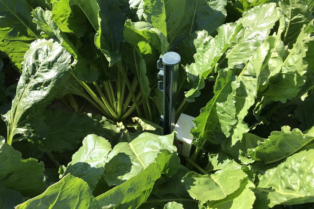 Aantal percelen met bladschimmels neemt toe