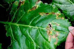 Aantasting door bietenvlieg gesignaleerd