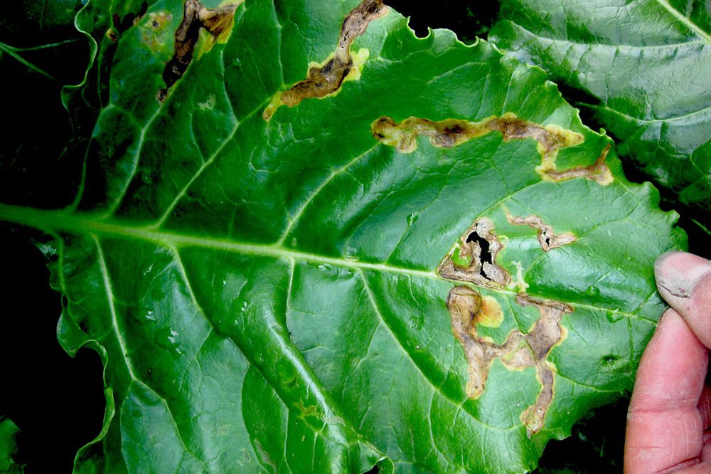 Aantasting door bietenvlieg gesignaleerd