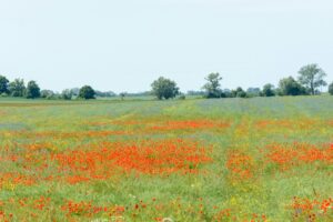 "Met de eco-regeling kunnen boeren hun bedrijf toekomstbestendig maken"