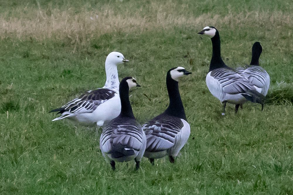Zorgvuldige afweging nodig bij stelselwijziging jacht en faunabeheer