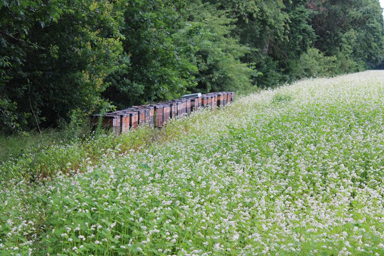 Passen eiwitrijke gewassen in uw teeltrotatie?