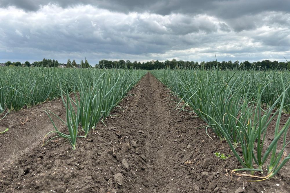 Tripsdruk in uienpercelen neemt toe door warm en droog weer
