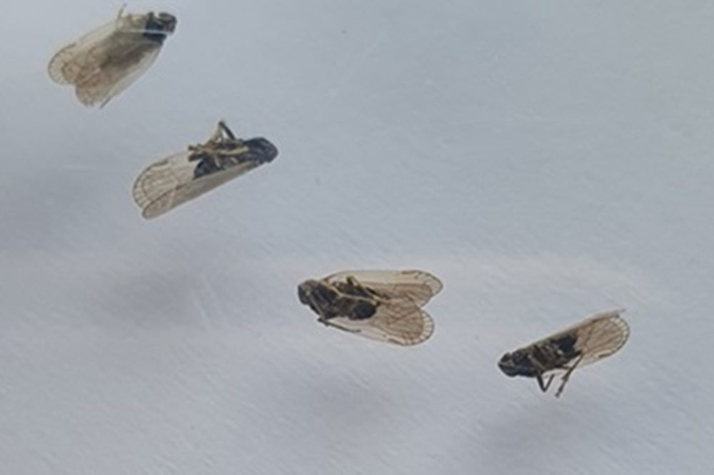 IRS start met monitoring glasvleugelciaden