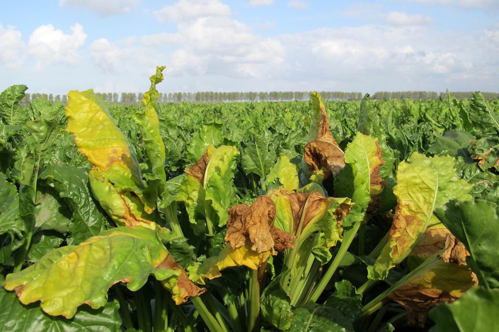 Gele bladeren in bieten? Dit zijn de belangrijkste oorzaken