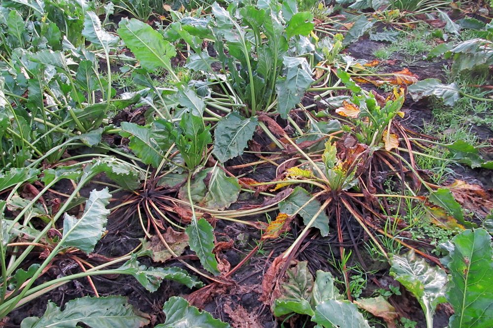 Nieuws uit de bietenkliniek: Wortelrot door rhizoctonia en aphanomyces