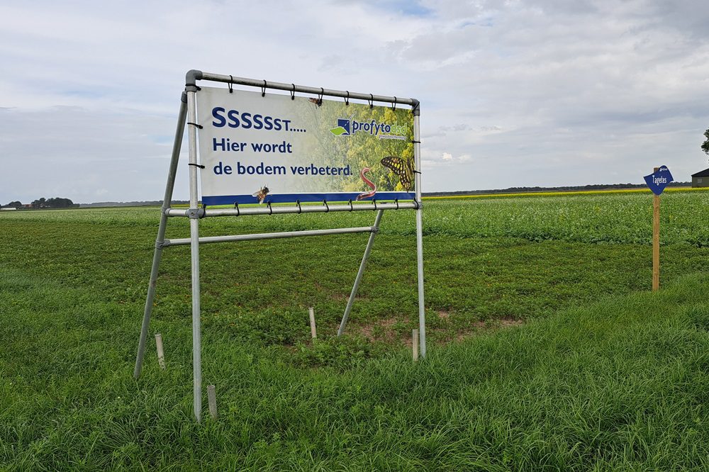 Een levende etalage van groenbemesters in de Noordoostpolder